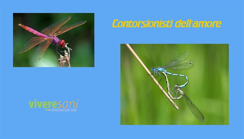 La libellula, insetto magico ed affascinante La libellula, insetto magico ed affascinante